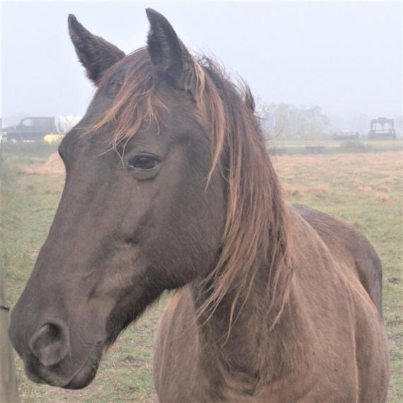 Brown Horse - Blair image 1