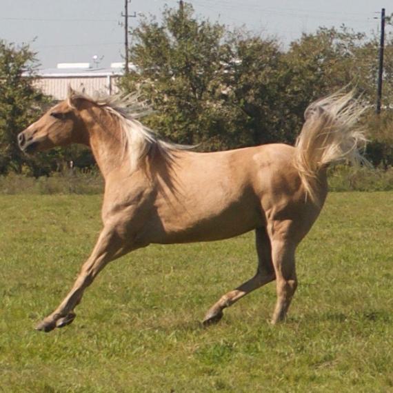 Brown Horse - Chad image 8