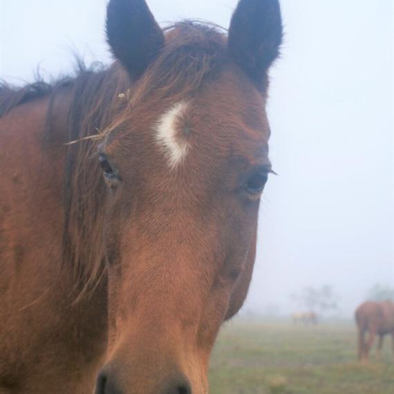 Brown Horse - Colette image 3