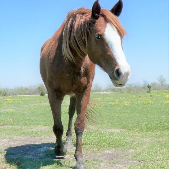 Brown Horse - Donatella image 1