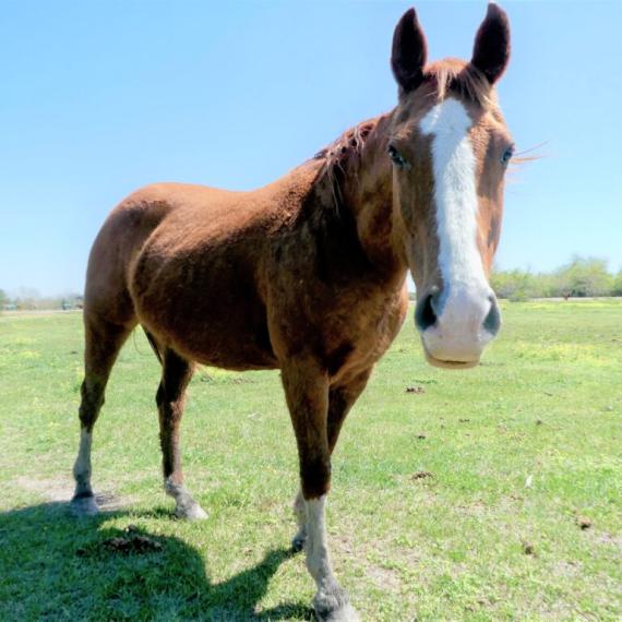 Brown Horse - Donatella image 3