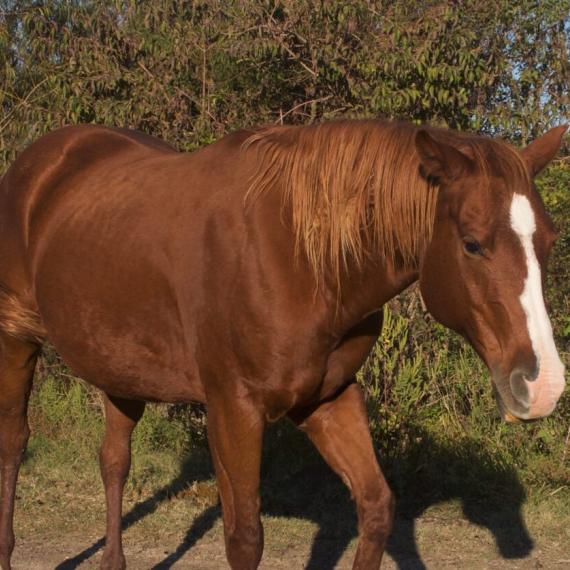 Brown Horse - Kailoni image 1