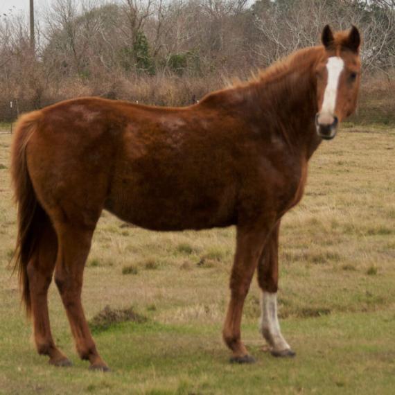 Brown Horse - Keevia image 4