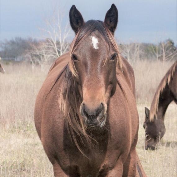 Brown Horse - Kibo image 1