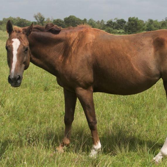 Brown Horse - Kimber image 2