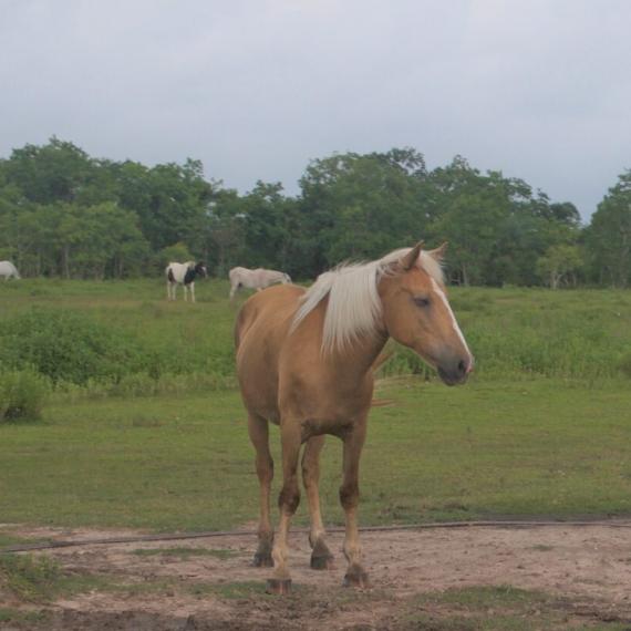 Brown Horse - Leora image 3