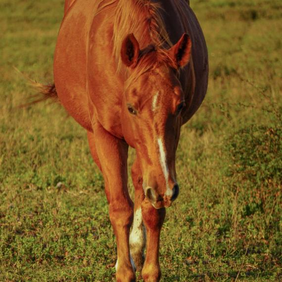 A brown horse named Ross front