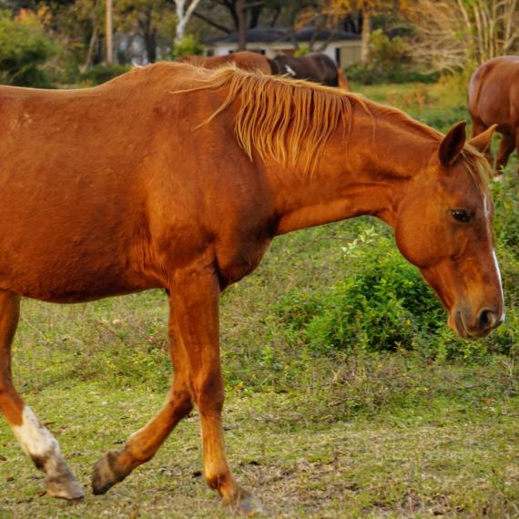 A brown horse named Ross right