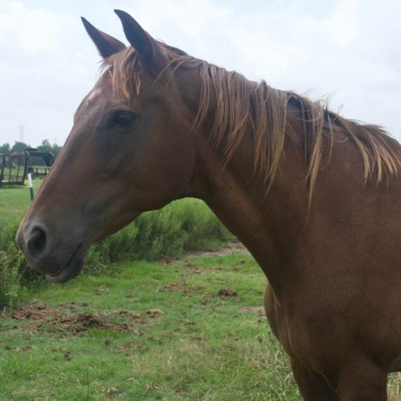 Brown Horse - Sarai image 2