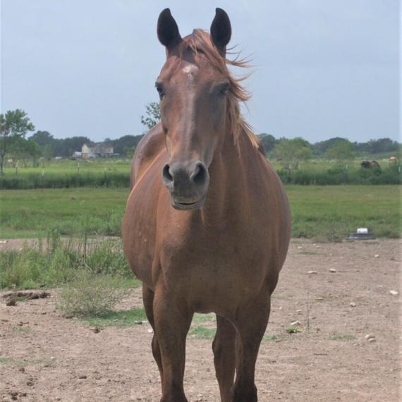 Brown Horse - Sarai image 4