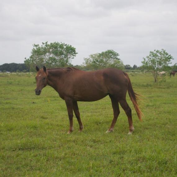 Brown Horse - Sarai image 5