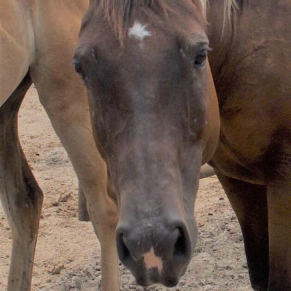 Brown Horse - Skylar Image 2