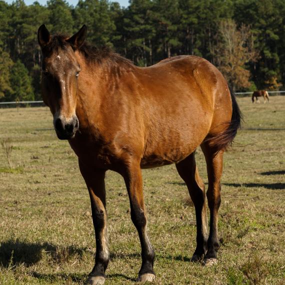 A brown horse named Zada
