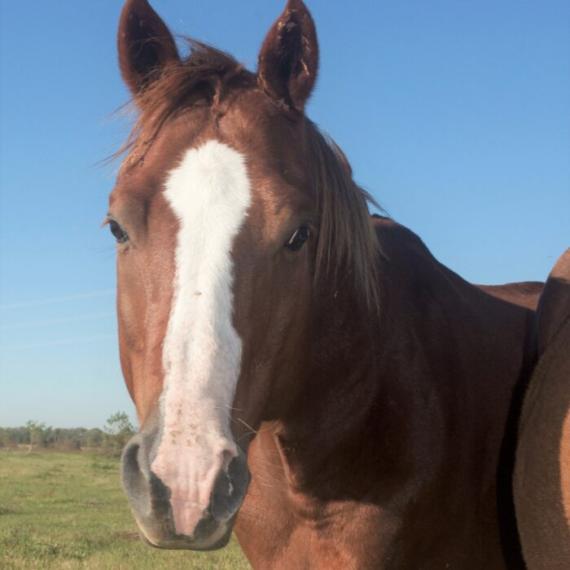 Brown Horse - Buddy image 1
