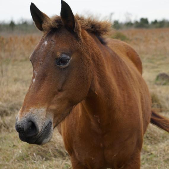 A brown horse named Zada
