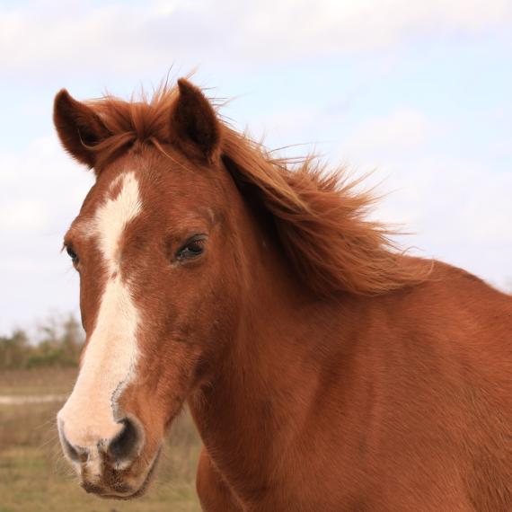 A close up shot of Lil-Pie, a Sorrel Pony 