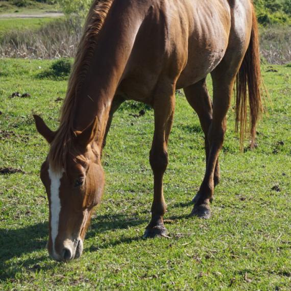  Medium shot of Lorelei, a Sorrel Thoroughbred Horse 