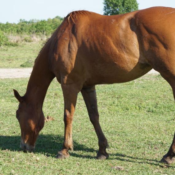  Profile shot of Lorelei, a Sorrel Thoroughbred Horse 