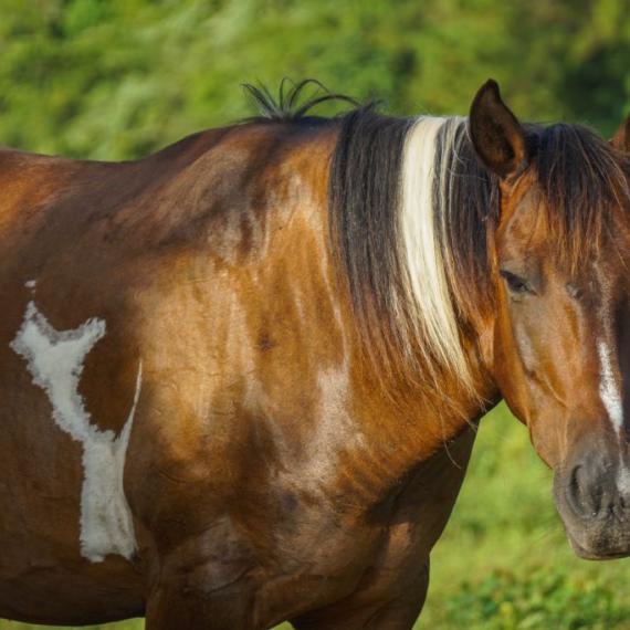 Profile shot of Luvkin, a Paint/ Pinto Horse 