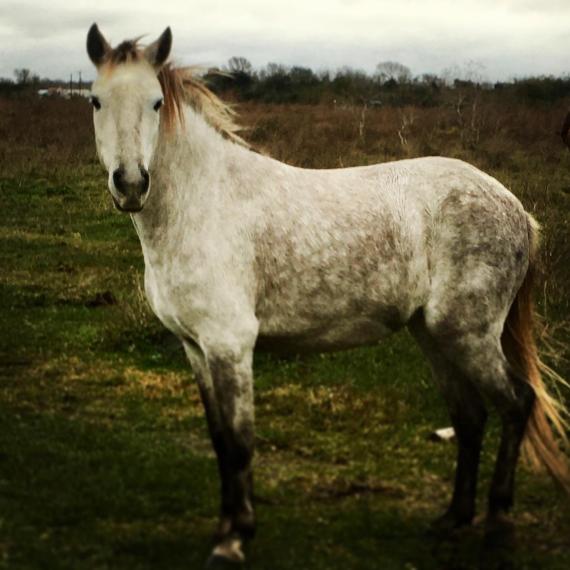 Profile image of Macie, a Gray Quarter horse 