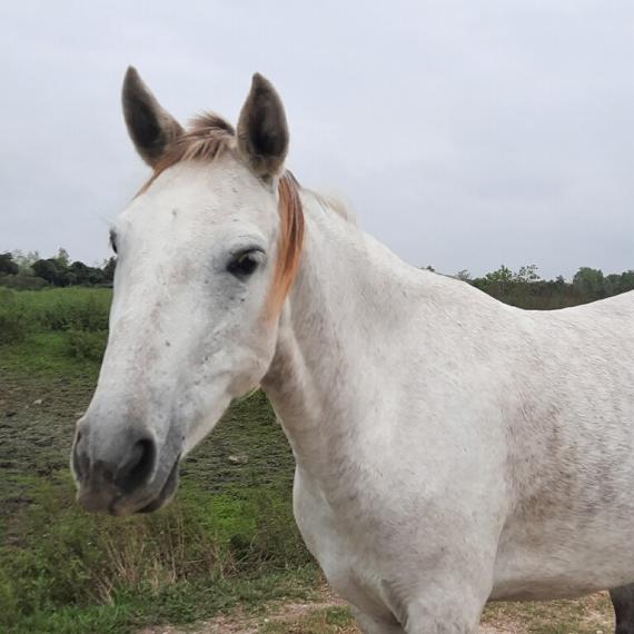 Close shot of Macie, a Gray Quarter horse 