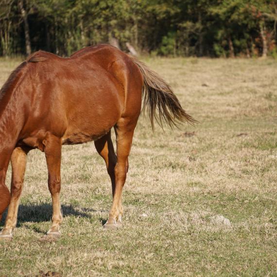 Medium Left Profile shot of Marlo, a Sorrel Quarter Horse