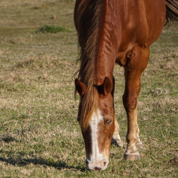 Close shot of Marlo, a Sorrel Quarter Horse