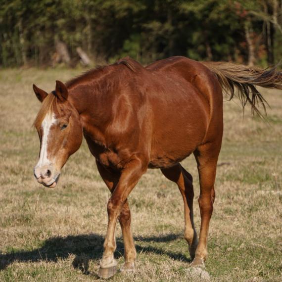 Medium shot of Marlo, a Sorrel Quarter Horse