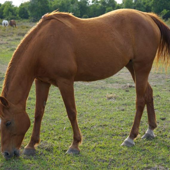 A left profile shot of Mamie, a Sorrel Quarter Horse 