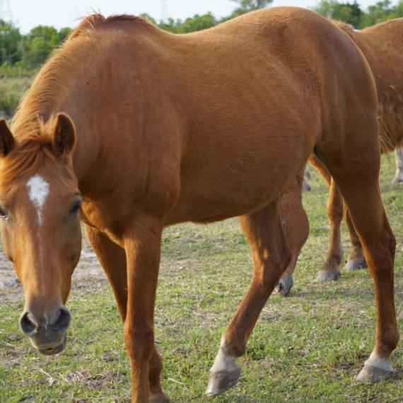 A medium shot of Mamie, a Sorrel Quarter Horse 