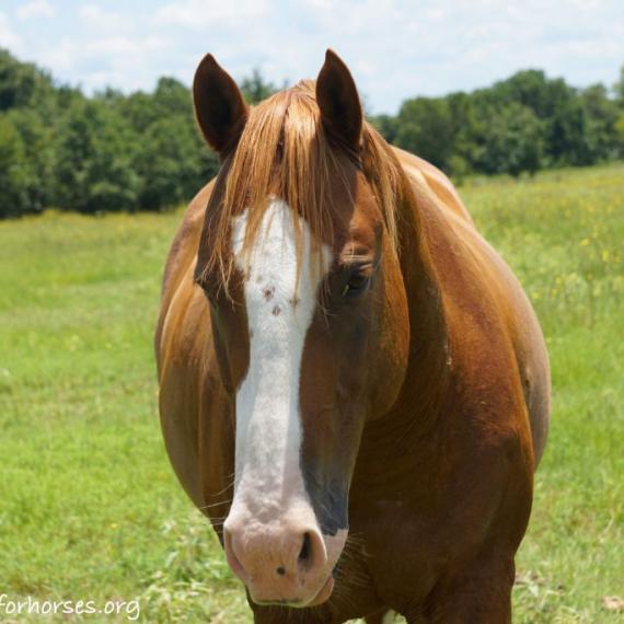 Medium shot of Max, a Sorrel horse 