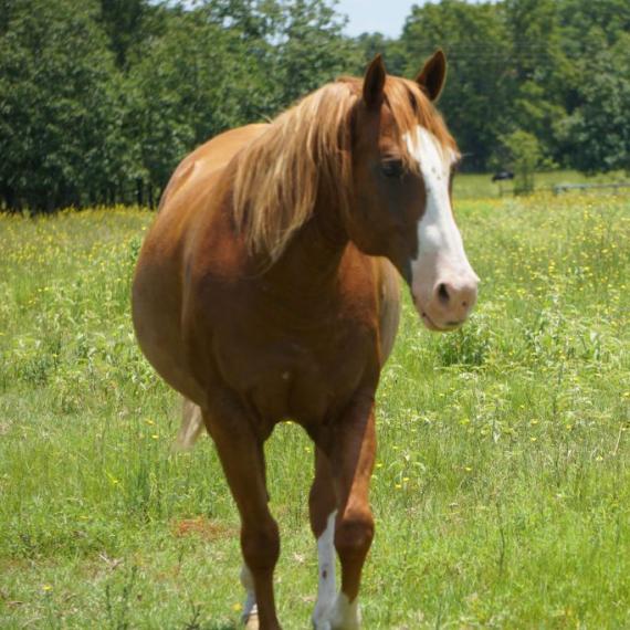 Medium shot of Max, a Sorrel horse 