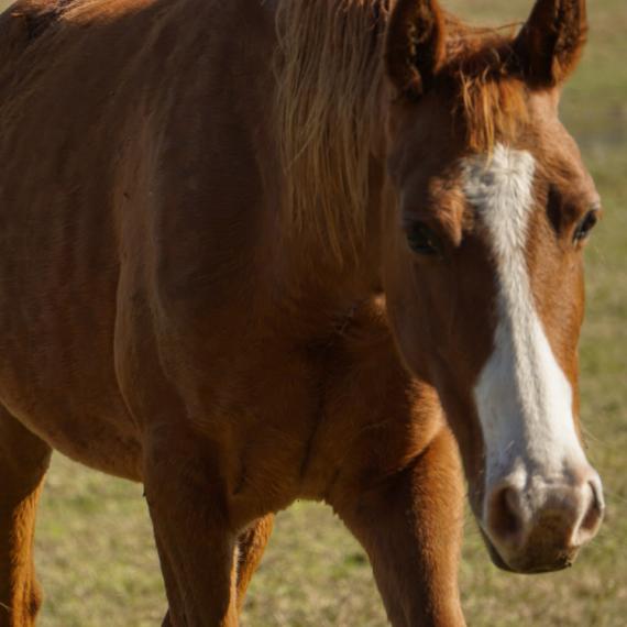 Close shot of Mingo, a Sorrel Quarter Horse 