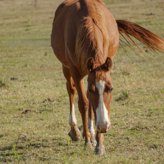 Medium shot of Mingo, a Sorrel Quarter Horse 