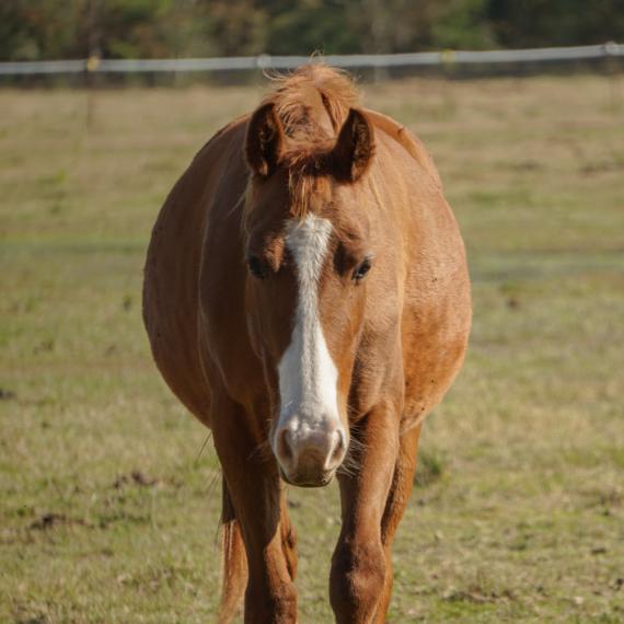 Head on shot of Mingo, a Sorrel Quarter Horse 