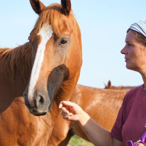 close up of Nerissa, a Sorrel Grade purebred horse, standing beside a trainer