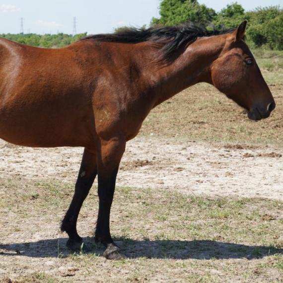Profile shot of Pocohontas, a Bar Quarter horse 