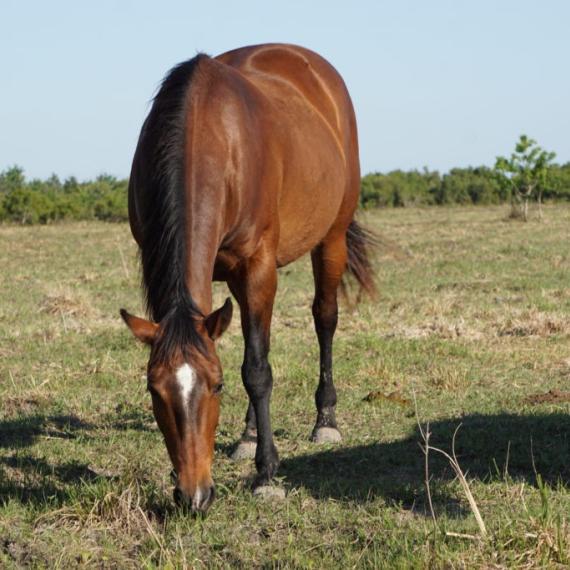 Medium shot of Pocohontas, a Bar Quarter horse 