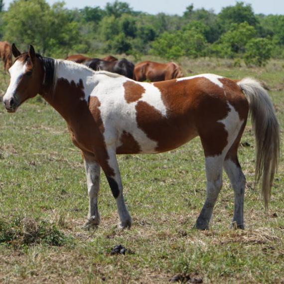 long shot of Queen, a Paint/Pinto Quarter Horse