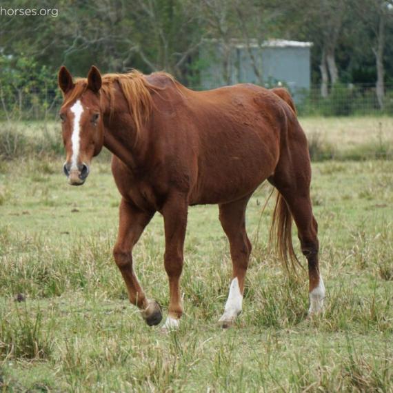 long shot of Riggs, a Sorrel & White Thoroughbred horse, standing in a field