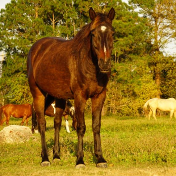 long shot of Rosemarie, a Bay Quarter Horse - Appaloosa