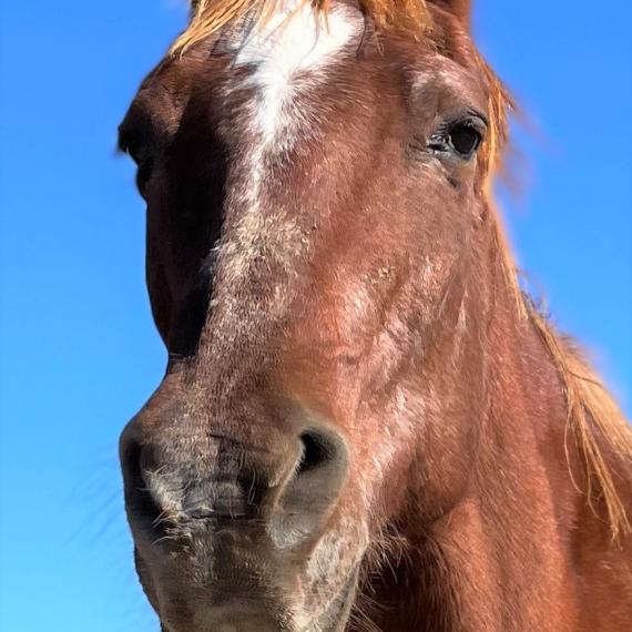 close up of Rusty Red, a Sorrel Quarter Horse