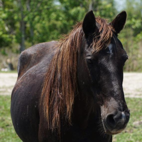 close up shot of Samantha, a Black Quarter Horse
