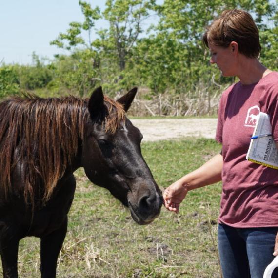 medium shot of Samantha, a Black Quarter Horse, and a trainer holding out a hand to her nose