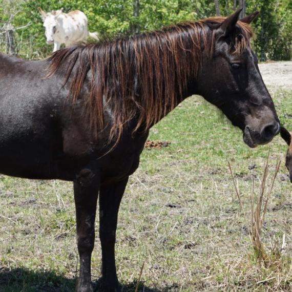 medium shot of Samantha, a Black Quarter Horse