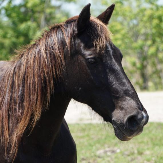 close up shot of Samantha, a Black Quarter Horse