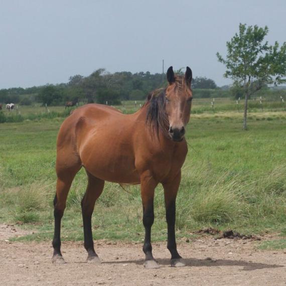 medium shot of Satin, a Bay Quarter Horse
