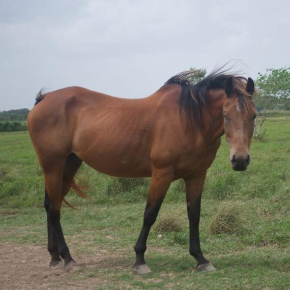 medium shot of Satin, a Bay Quarter Horse
