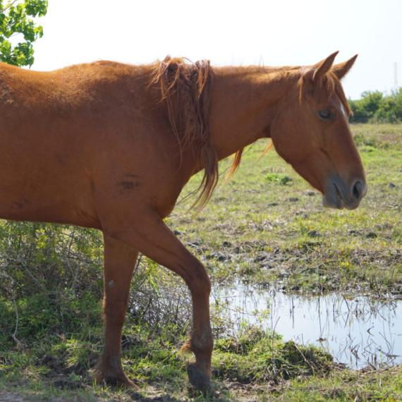medium shot of Sienna, a Sorrel Quarter Horse