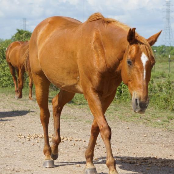 medium shot of Stara, a Sorrel Grade horse
